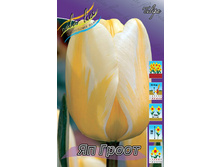 Tulipa Jaap Groot 72,9�. �� 10��.jpg