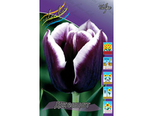 Tulipa Jackpot 113,8�. �� 10��.jpg