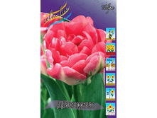 Tulipa Jamai 144,4�. �� 10��.jpg