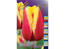 Tulipa Jan Seignette 80,1�. �� 10��.jpg