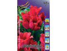Tulipa Jetfire 118,9�. �� 10��.jpg