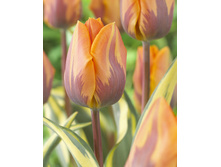 Tulipa Jolly Princess 190,4�. �� 10��.jpg