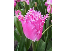 Tulipa KATIE MELUA 221,1�. �� 10��.jpg