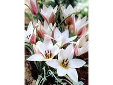 Tulipa Lady Jane 93,3�. �� 10��.jpg