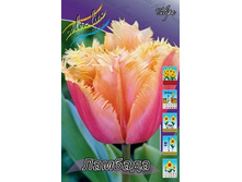 Tulipa Lambada 98,5�. �� 10��.jpg