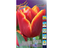 Tulipa Laura Fygi 72,9�. �� 10��.jpg