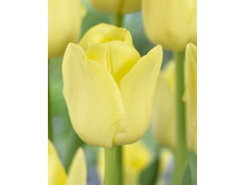 Tulipa Limelight 113,8�. �� 10��.jpg