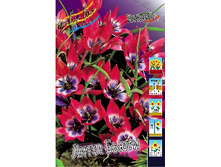 Tulipa Little Beauty 67,8�. �� 10��.jpg