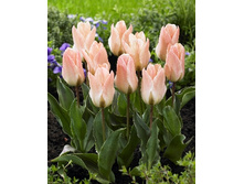 Tulipa Little Girl 93,3�. �� 10��.jpg