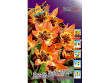 Tulipa Little Princess 67,8�. �� 10��.jpg