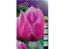 Tulipa Louvre 103,6�. �� 10��.jpg