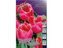 Tulipa Madison Garden 129,1�. �� 10��.jpg