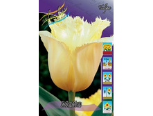 Tulipa Maja 98,5�. �� 10��.jpg