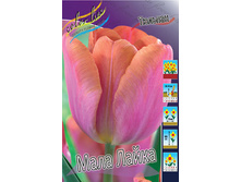 Tulipa Mala Laika 113,8�. �� 10��.jpg
