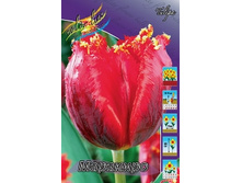 Tulipa Marakiro 88,2�. �� 10��.jpg