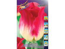 Tulipa Match 103,6�. �� 10��.jpg