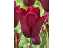 Tulipa Merlot 144,4�. �� 10��.jpg