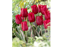 Tulipa Merry Christmas Design 116,8�. �� 10��.jpg