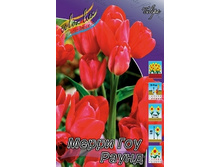 Tulipa Merry Go Round 88,2�. �� 10��.jpg