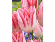 Tulipa Mickey Chic 106,6�. �� 10��.jpg