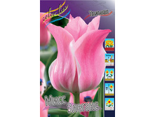 Tulipa Miss Elegance 88,2�. �� 10��.jpg