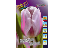 Tulipa MISTRESS MYSTIC 175,1�. �� 10��.jpg