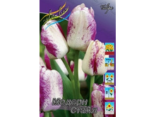 Tulipa Modern Style 127,1�. �� 10��.jpg