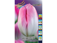 Tulipa Momotarou 139,3�. �� 10��.jpg