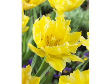 Tulipa Monte Sweet 108,7�. �� 10��.jpg