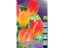 Tulipa Montevideo 108,7�. �� 10��.jpg