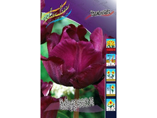 Tulipa Muriel 152,6�. �� 10��.jpg