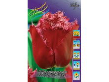 Tulipa Mustang 118,9�. �� 10��.jpg