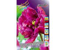 Tulipa Negrita Parrot 233,8�. �� 10��.jpg