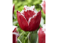 Tulipa New Santa 154,7�. �� 10��.jpg