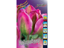 Tulipa Nightrider 134,2�. �� 10��.jpg