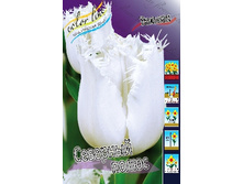 Tulipa North Pole 159,8�. �� 10��.jpg