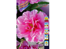 Tulipa Oeral 134,2�. �� 10��.jpg