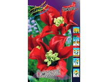 Tulipa Omnyacc 118,9�. �� 10��.jpg