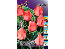 Tulipa Oratorio 78�. �� 10��.jpg