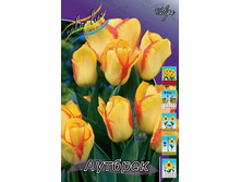 Tulipa Outbreak 108,7�. �� 10��.jpg