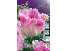 Tulipa Oviedo 180,2�. �� 10��.jpg