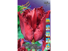 Tulipa Pacific Pearl 98,5�. �� 10��.jpg