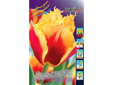 Tulipa Palmares 98,5�. �� 10��.jpg