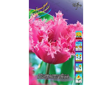 Tulipa Partytime 108,7�. �� 10��..jpg