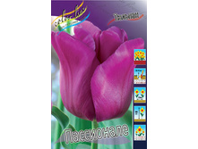 Tulipa Passionale 83,1�. �� 10��.jpg