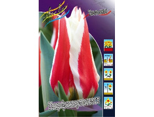 Tulipa Perfectionist 83,1�. �� 10��.jpg
