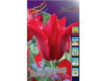 Tulipa Pieter De Leur 78�. �� 10��.jpg
