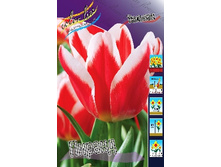 Tulipa Pirand 103,6�. �� 10��.jpg