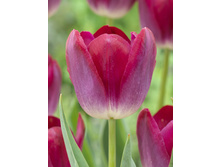 Tulipa Pittsburg 103,6�. �� 10��.jpg