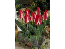 Tulipa Plaisir 77�. �� 10��.jpg